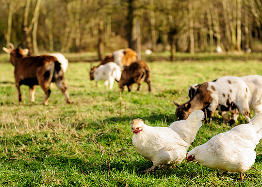 長利奈米運用生物科技技術，研發各類寵物動物保健配方、禽畜用營養補給品(動物營養品)。降低用藥、提升飼料利用率、維持消化道機能、提升整體健康度以提高育成率、專業配方調整。